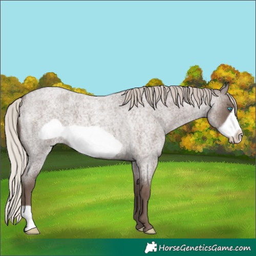 Horse Color:Silver Blue Roan Frame 