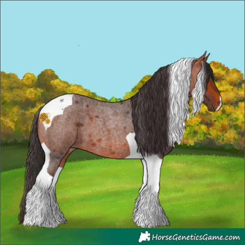 Horse Color:Bay Roan Tobiano 