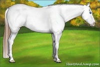 Horse Color:Red Roan Splash Frame Appaloosa 