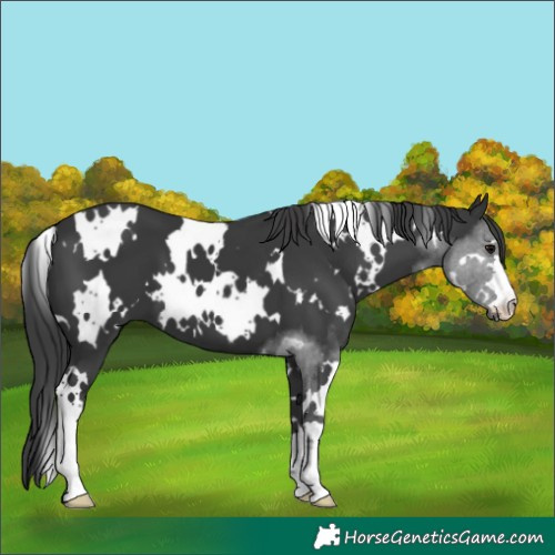 Horse Color:White Spotted Black