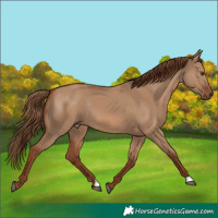 Horse Color:Red Dun Rabicano