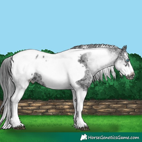 Horse Color:White Spotted Black Splash Tobiano Frame Appaloosa