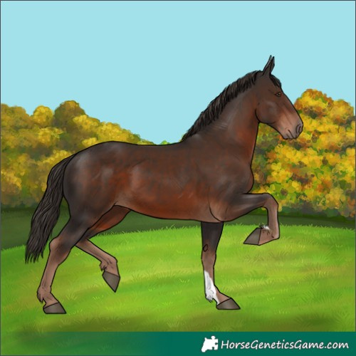 Horse Color:Liver Chestnut 