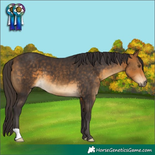 Horse Color:Buckskin 