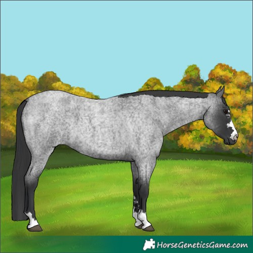 Horse Color:Blue Roan