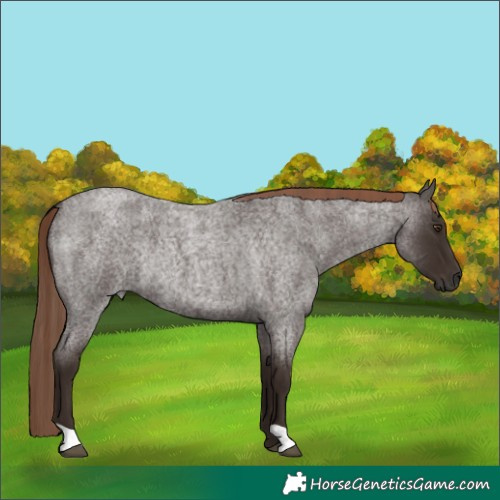 Horse Color:Liver Red Roan Rabicano 
