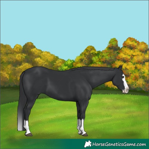 Horse Color:Black Splash