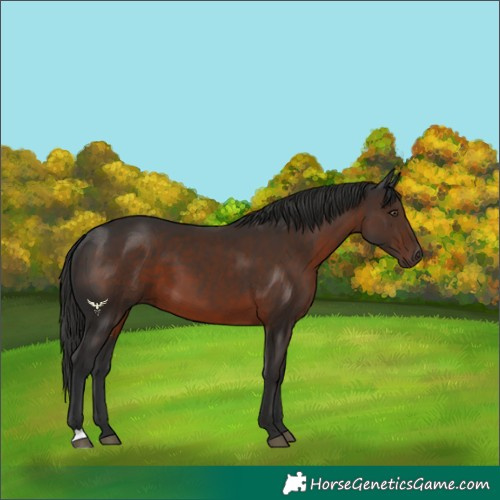Horse Color:Liver Chestnut