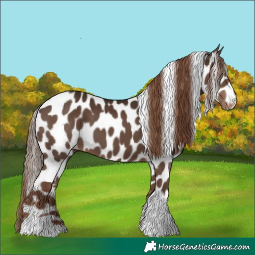 Horse Color:Liver Chestnut Tobiano Skewed Appaloosa 