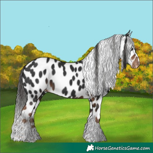 Horse Color:Liver Chestnut Tobiano Skewed Appaloosa