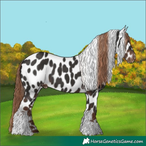 Horse Color:Liver Chestnut Tobiano Skewed Appaloosa 