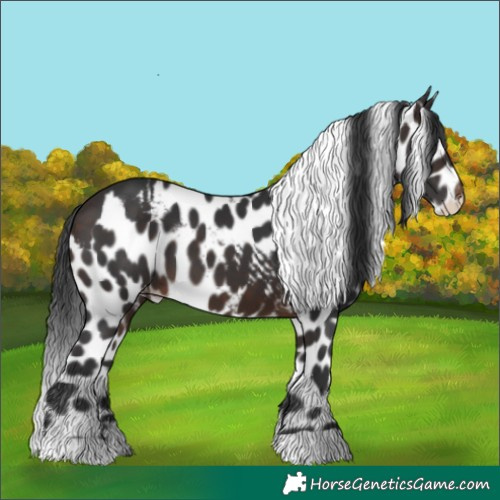 Horse Color:Brown Skewed Appaloosa 