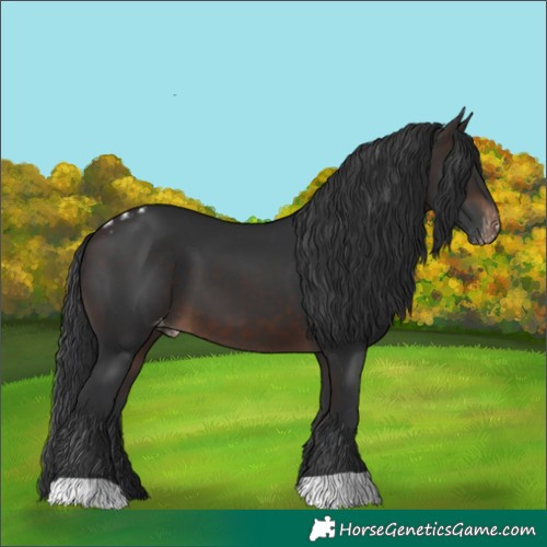 Horse Color:Brown Skewed Appaloosa