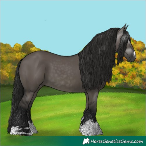 Horse Color:Gray Grullo 