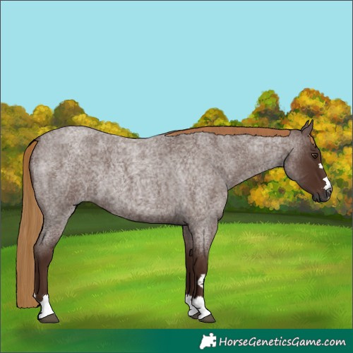 Horse Color:Gray Red Roan