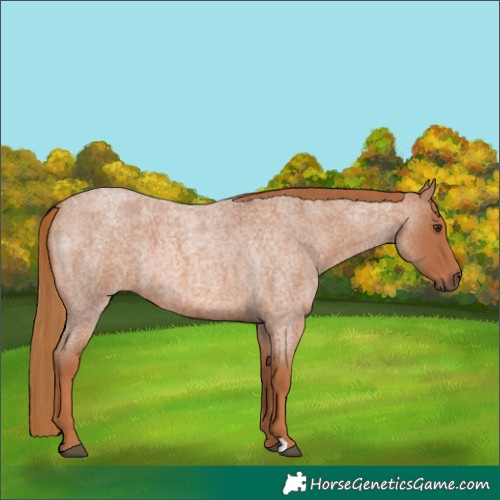 Horse Color:Red Roan 