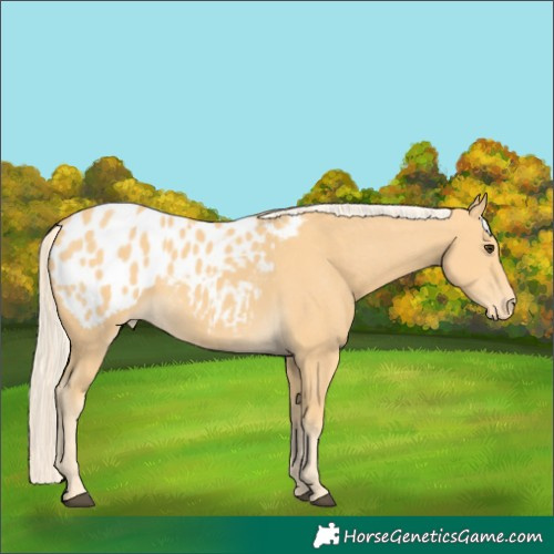 Horse Color:Palomino Near Leopard