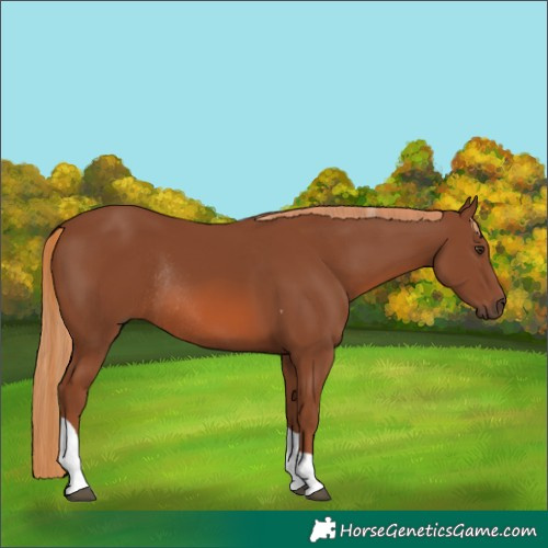 Horse Color:Chestnut Tobiano Rabicano 