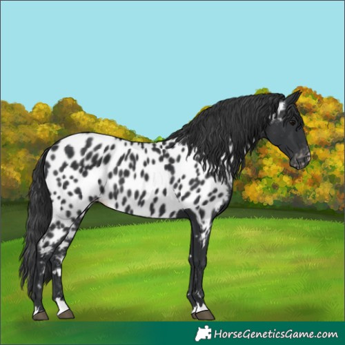 Horse Color:Black Appaloosa 