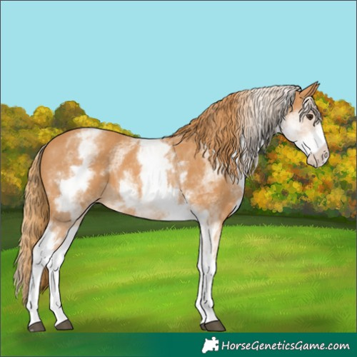 Horse Color:White Spotted Chestnut 