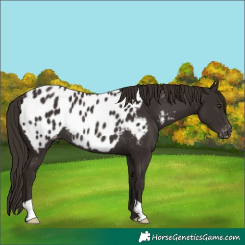 Horse Color:Liver Chestnut Near Leopard Rabicano