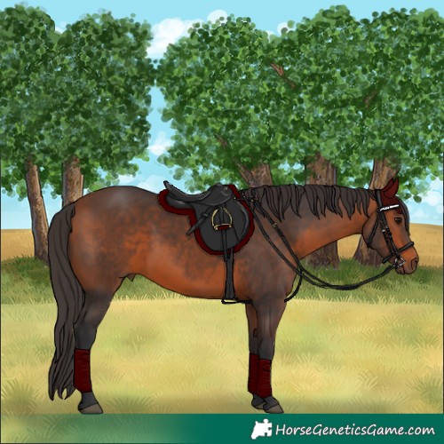 Horse Color:Bay Rabicano 