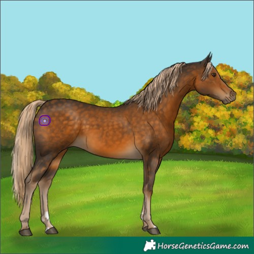 Horse Color:Chocolate Palomino
