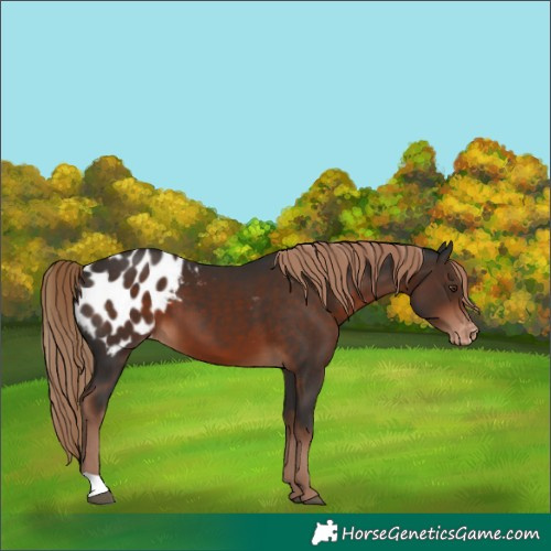 Horse Color:Liver Chestnut Appaloosa 