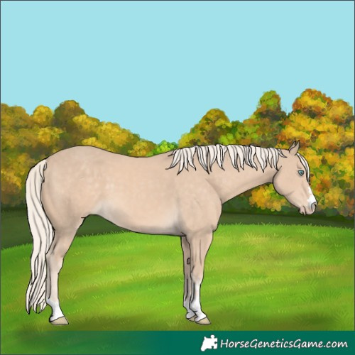 Horse Color:Cremello 