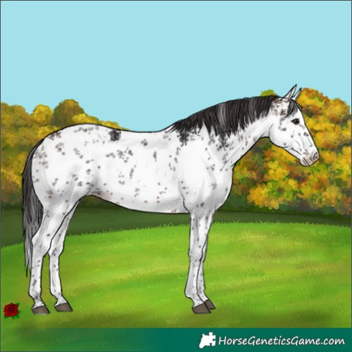 Horse Color:White Spotted Brown Sabino 