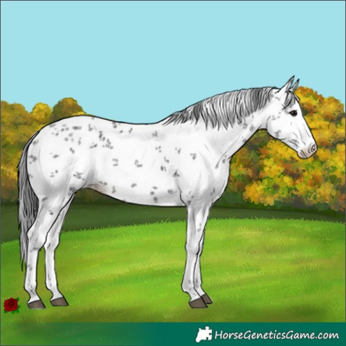 Horse Color:White Spotted Brown Sabino