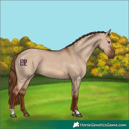 Horse Color:Red Dun