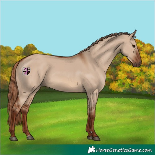 Horse Color:Red Dun 