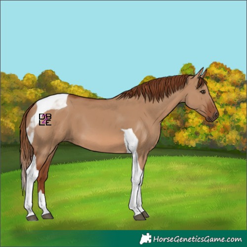 Horse Color:Red Dun Tobiano 