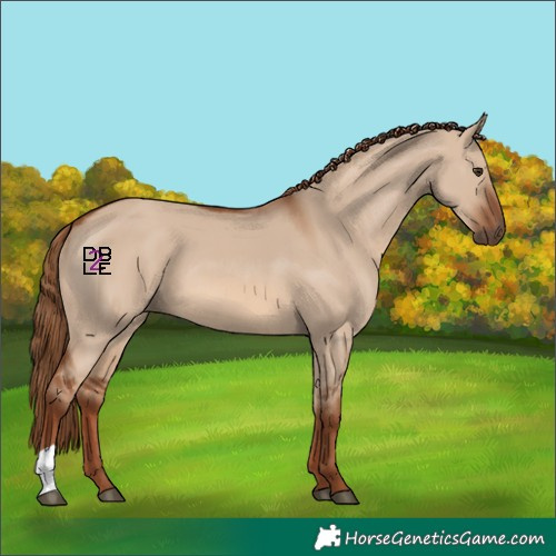 Horse Color:Red Dun 