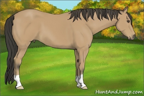 Horse Color:Buckskin 