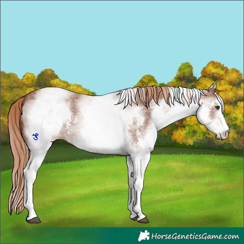 Horse Color:White Spotted Chestnut Sabino