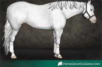 Horse Color:Gray Silver Amber Cream Champagne Roan Dun Splash Tobiano Frame Leopard Rabicano 
