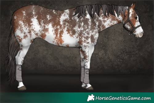 Horse Color:Bay Sabino