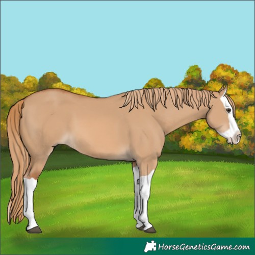 Horse Color:Red Dun Splash