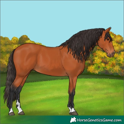 Horse Color:Bay 