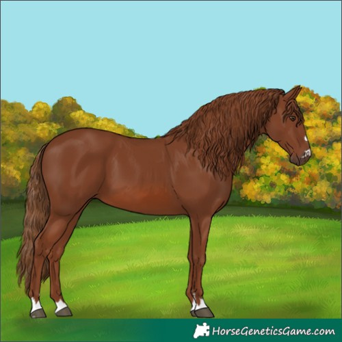 Horse Color:Chestnut 