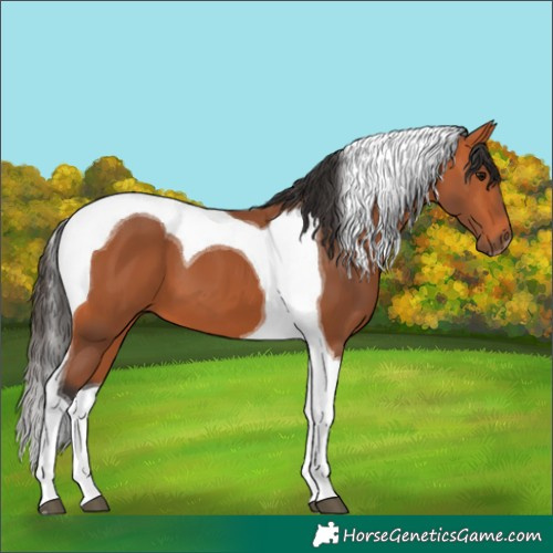 Horse Color:Bay Tobiano