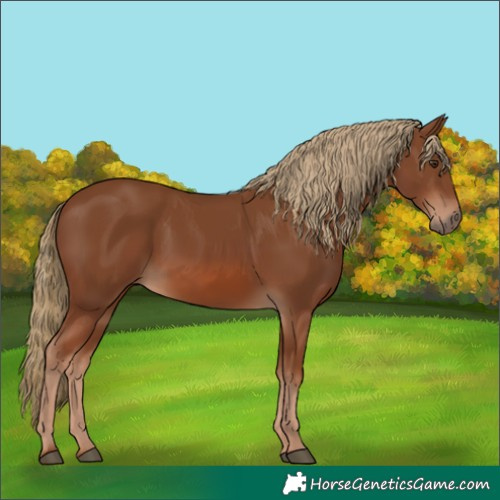 Horse Color:Chestnut 