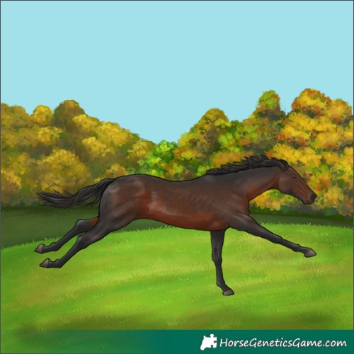 Horse Color:Liver Chestnut 