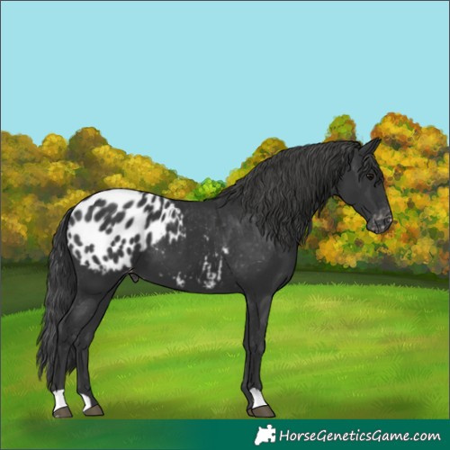 Horse Color:Black Blanket 