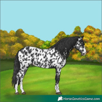 Horse Color:Black Near Leopard