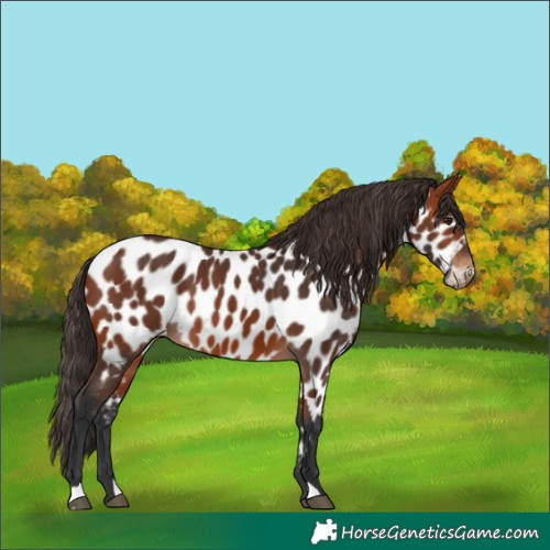 Horse Color:Bay Appaloosa