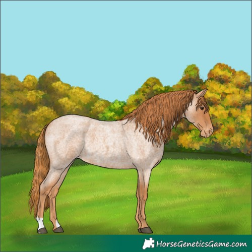 Horse Color:Red Roan Appaloosa