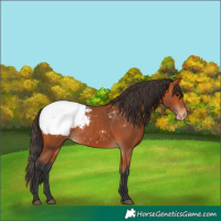Horse Color:Bay Appaloosa
